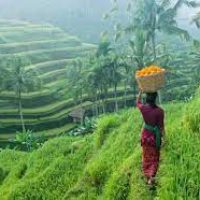 Ubud Rice fields